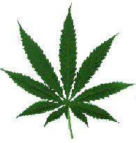 canabis